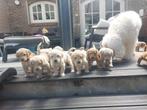 Goldendoodle pups, Dieren en Toebehoren, Honden | Retrievers, Spaniëls en Waterhonden, Overige rassen, CDV (hondenziekte), 8 tot 15 weken