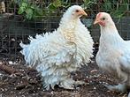 Cochin kriel haantje, Dieren en Toebehoren, Pluimvee, Mannelijk, Kip