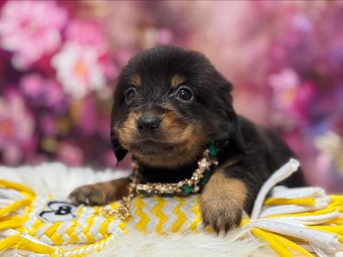 Super schattig teckel pups mini dwerg langhaar, Dieren en Toebehoren, Honden | Teckels en Dashonden, Meerdere dieren, Langhaar