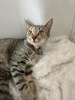 Lieve thuis gezocht voor Mimi, Dieren en Toebehoren, Katten en Kittens | Overige Katten, Poes
