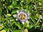 Grote passiebloem passiflora klimop, Ophalen, Voorjaar, Halfschaduw, Zaad