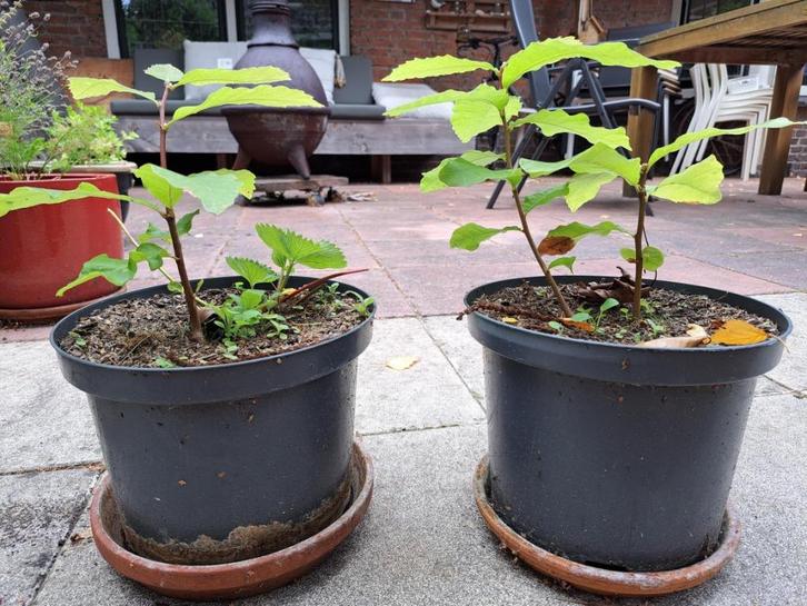 3 x tamme kastanjeboom 25 cm in pot, Tuin en Terras, Planten | Bomen, Overige soorten, Minder dan 100 cm, Volle zon, Lente, In pot