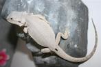 Hypo Zero Baardagaam Bearded Dragons, Hagedis, Tam, 0 tot 2 jaar