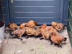 Ukkelse Baardkriel hennen, Dieren en Toebehoren, Vrouwelijk, Kip