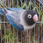 Prachtige brr agapornis personata euwing man, Dieren en Toebehoren, Mannelijk, Dwergpapegaai of Agapornis, Geringd