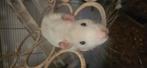 Tamme ratjes, Dieren en Toebehoren, Rat, Maart, Mannelijk, Tam