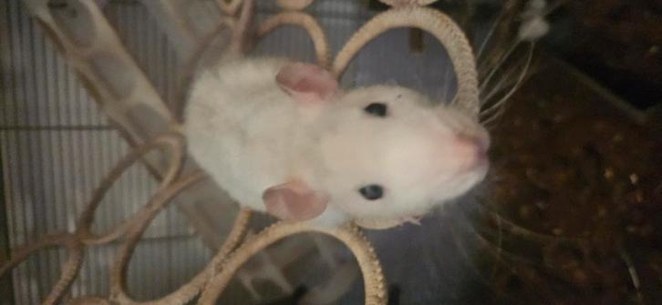 Tamme ratjes, Dieren en Toebehoren, Knaagdieren, Mannelijk, Rat, Maart, Tam
