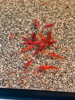 Neocaridina garnalen allerlei kleuren, Dieren en Toebehoren, Vissen | Aquariumvissen, Kreeft, Krab of Garnaal