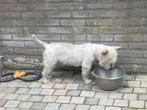 West highland white terriër Dekreu, Dieren en Toebehoren, Reu, CDV (hondenziekte), Eén hond, 3 tot 5 jaar