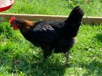 Jonge Koper Marans haan, Dieren en Toebehoren, Mannelijk, Kip