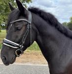 Eyecatcher met karakter, klaar om te schitteren!, Dieren en Toebehoren, Pony's, Gechipt, Ruin, 3 tot 6 jaar, Recreatiepony