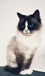 Ragdoll kitten / poes, Dieren en Toebehoren, Katten en Kittens | Raskatten | Langhaar, Poes