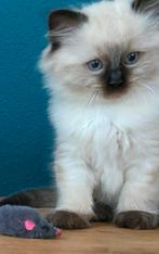 2 Prachtige Ragdoll kittens, Dieren en Toebehoren, Katten en Kittens | Raskatten | Langhaar, Meerdere dieren, Ontwormd, 0 tot 2 jaar