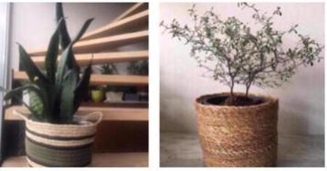 Vintage jaren ‘60 grasmand handwerk bio kamerplanten beschikbaar voor biedingen