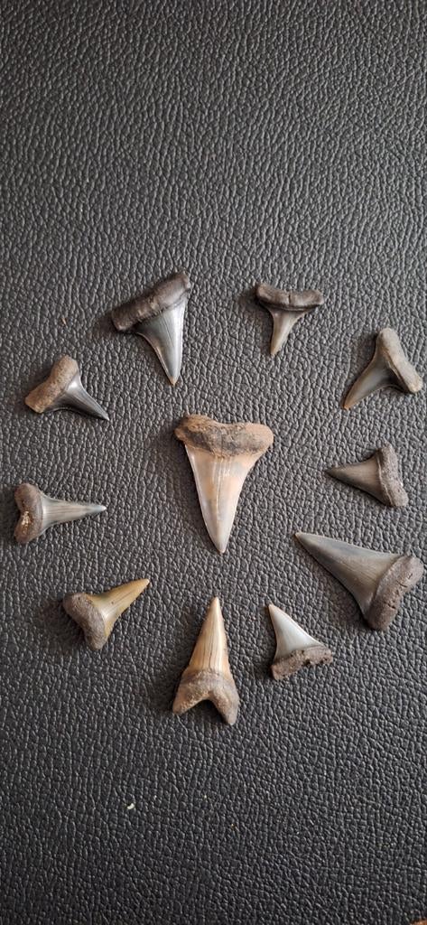 Fossiele haaientanden set uit Mill/Langenboom, Ophalen of Verzenden, Fossiel