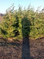 Leylandii haagconiferen coniferen cupressocyparis conifeer, Tuin en Terras, Planten | Bomen, Ophalen of Verzenden, Bloeit niet