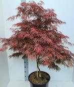 Acer palm. Garnet (rode, japanse esdoorn) 30/40/50 potkweek, Tuin en Terras, Ophalen, Bloeit niet, Overige soorten, Halfschaduw