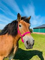 Hoofdstel EXTRA full gezocht, Dieren en Toebehoren, Paarden en Pony's | Hoofdstellen en Tuigage, Ophalen of Verzenden, Zo goed als nieuw