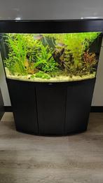 juwel vision 180 LED, Co2, Ext filter incl meubel aquarium, Dieren en Toebehoren, Vissen | Aquaria en Toebehoren, Ophalen, Zo goed als nieuw