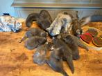 Maine Coon kittens met stamboom, Meerdere dieren, Gechipt, 0 tot 2 jaar