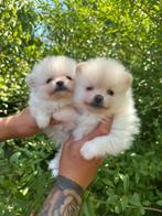 Bearface pomeriaan beschikbaar, Overige rassen, 8 tot 15 weken, Eén hond, Nederland