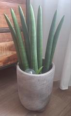 Sansevieria cylindrica in hoge taupe stenen bloempot, Vetplant, Volledige schaduw, Ophalen of Verzenden, In pot
