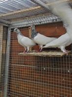 Boedapest Hoogvliegers Sportduiven Origineel, Dieren en Toebehoren, Vogels | Duiven, Mannelijk, Overige soorten