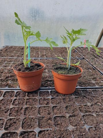 Tomaten planten €1 perstuk 