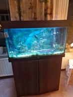 Aquarium met verlichting, achterwand, pomp en kast, Ophalen, Gebruikt, Gevuld zoetwateraquarium