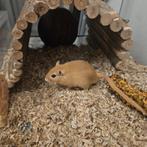 Twee gerbils met hok, Dieren en Toebehoren, Knaagdieren, Mannelijk, Januari, Overige typen, Tam