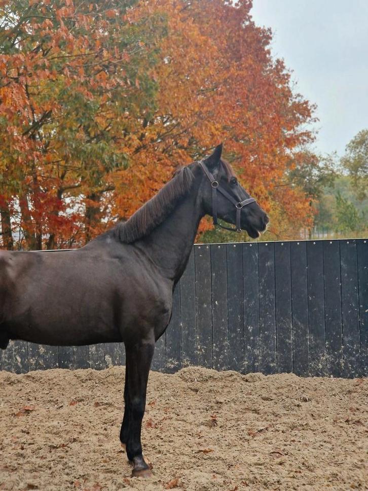 Liefdevol weide maatje aangeboden, Dieren en Toebehoren, Paarden, Ruin, Recreatiepaard
