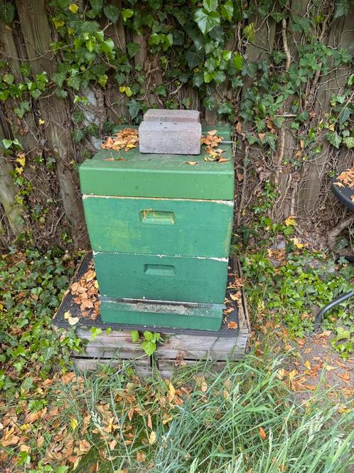 Bijenvolk, Dieren en Toebehoren, Insecten en Spinnen, Bijen