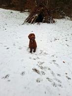 Oppas voor mini/midi labradoodle, Dieren en Toebehoren, Ophalen of Verzenden