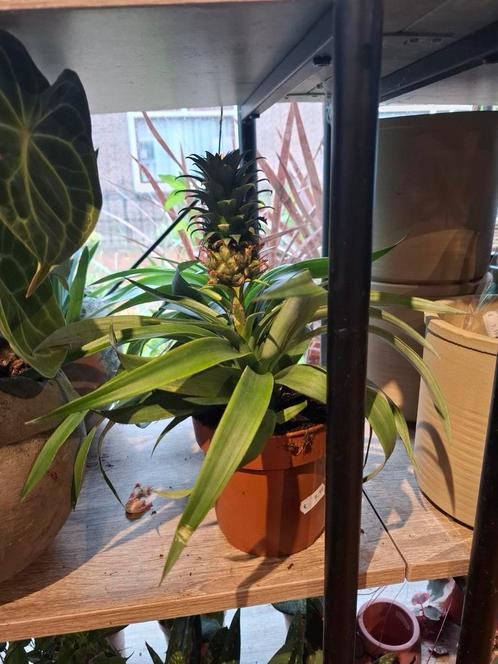 Ananasplant, Huis en Inrichting, Kamerplanten, Overige soorten, Minder dan 100 cm, Bloeiende kamerplant, Halfschaduw, In pot, Ophalen of Verzenden