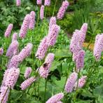 Te koop: zaailingen en stekken 1-jarigen en vaste planten, Ophalen, Zomer, Overige soorten, Volle zon
