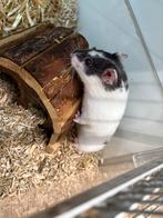 Hamster met kooi, Dieren en Toebehoren, September, Vrouwelijk, Hamster