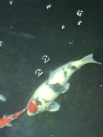 Prachtige tancho showa met certificaat, Karper of Koi