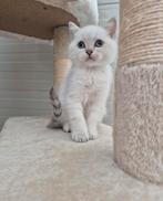 Britse Korthaar kittens !NOG 1 KATERTJE!, Dieren en Toebehoren, Meerdere dieren, Ontwormd