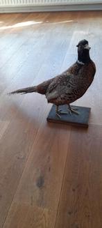 fazant, Verzamelen, Dierenverzamelingen, Ophalen, Gebruikt, Vogel, Opgezet dier