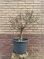 Fraxinus angustifolia bonsai - kleinbladige Es, Bloeit niet, Overige soorten, Minder dan 100 cm, Ophalen