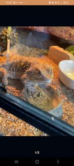 RD Reptiles in koop verkoop opvang, Dieren en Toebehoren