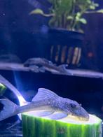 L128 bleu fantom, Dieren en Toebehoren, Vis