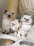 Ragdoll kittens met Stamboom Pedigree, Dieren en Toebehoren, Katten en Kittens | Raskatten | Langhaar, Meerdere dieren, Gechipt