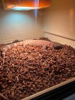 1-1 Heloderma Exasperatum. NK 2022., Hagedis, 3 tot 6 jaar