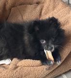 Pomeriaan teefje, Parvo, Keeshond, 8 tot 15 weken, Teef