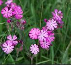 🌸 Koekoeksbloem zaailingen biologisch dagkoekoeksbloem, Ophalen, Overige soorten, Volle zon