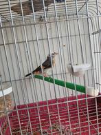 Kapoetsensijs pop bonte 2024, Dieren en Toebehoren, Vrouwelijk