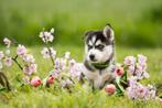 Siberische husky pups uit geteste ouders., Dieren en Toebehoren, Honden | Poolhonden, Keeshonden en Oertypen, CDV (hondenziekte)