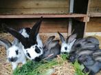 Kruising lotharinger x vlaamse reus, Dieren en Toebehoren, Konijnen, Meerdere dieren, Groot