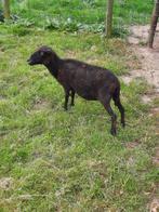 ouessant schaap, Dieren en Toebehoren, Schapen, Geiten en Varkens, Vrouwelijk, Schaap, 3 tot 5 jaar